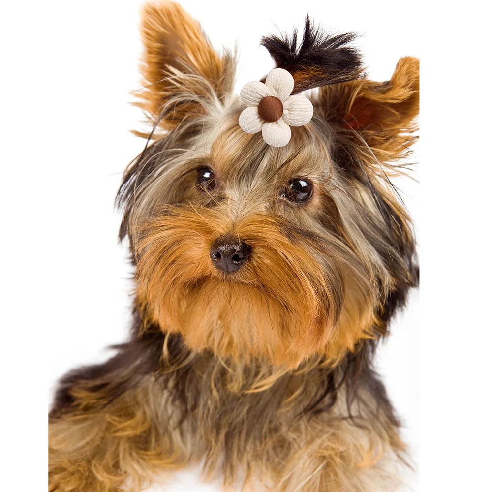 10PCS Flower Shape Pet Hair Accessories For Dogs Cats Hair Decoration Flowers Rubber Bands Bulk Puppy Grooming Accessories CB DROPSHIPPING